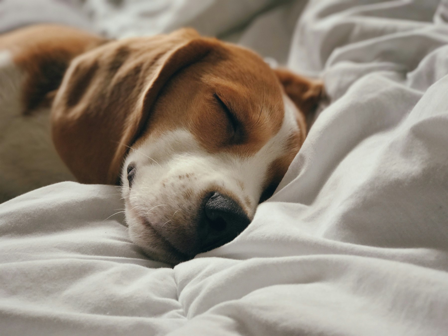 Dog sleeping deeply on a calming bed