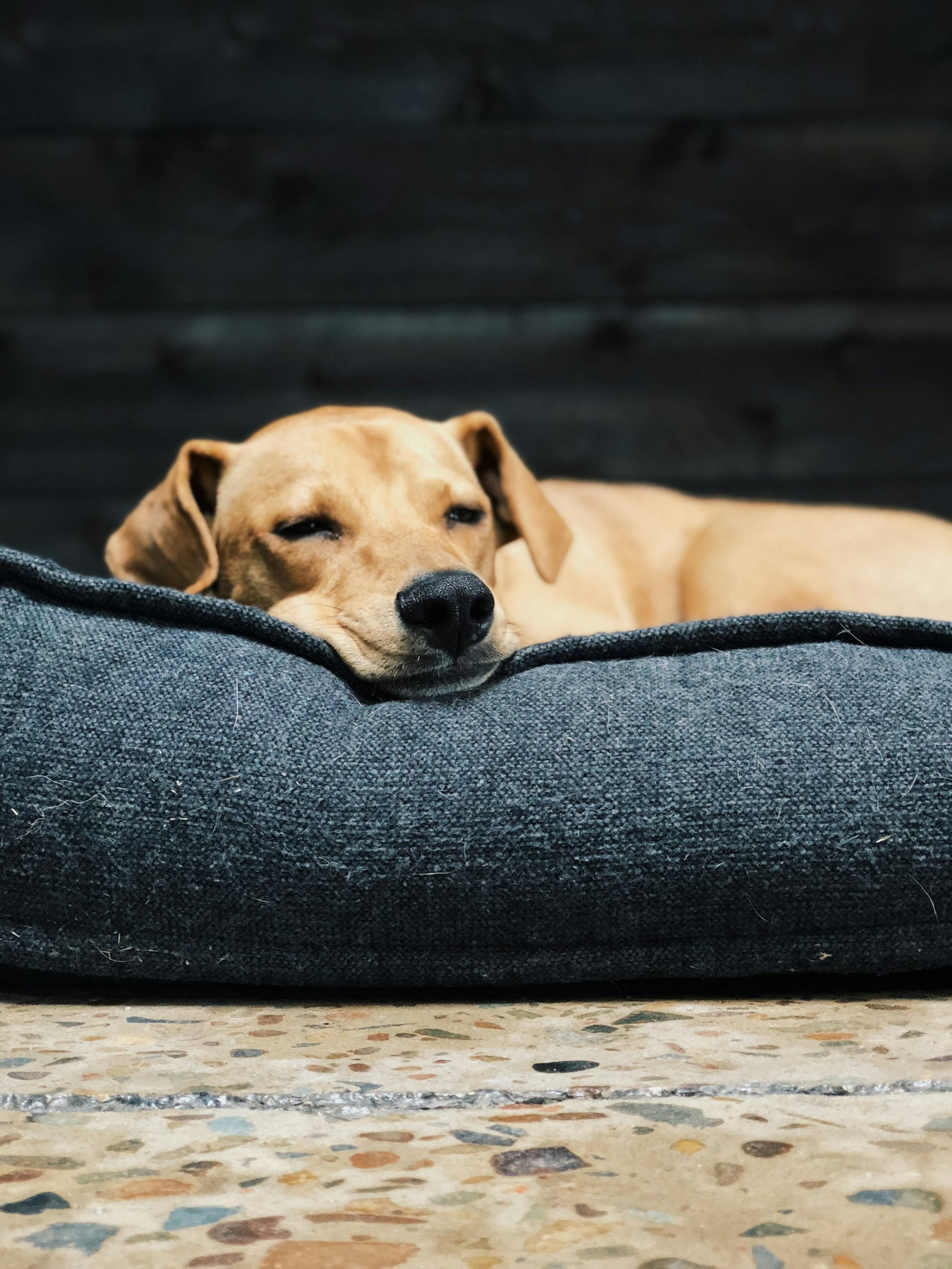 Golden retriever in deep sleep