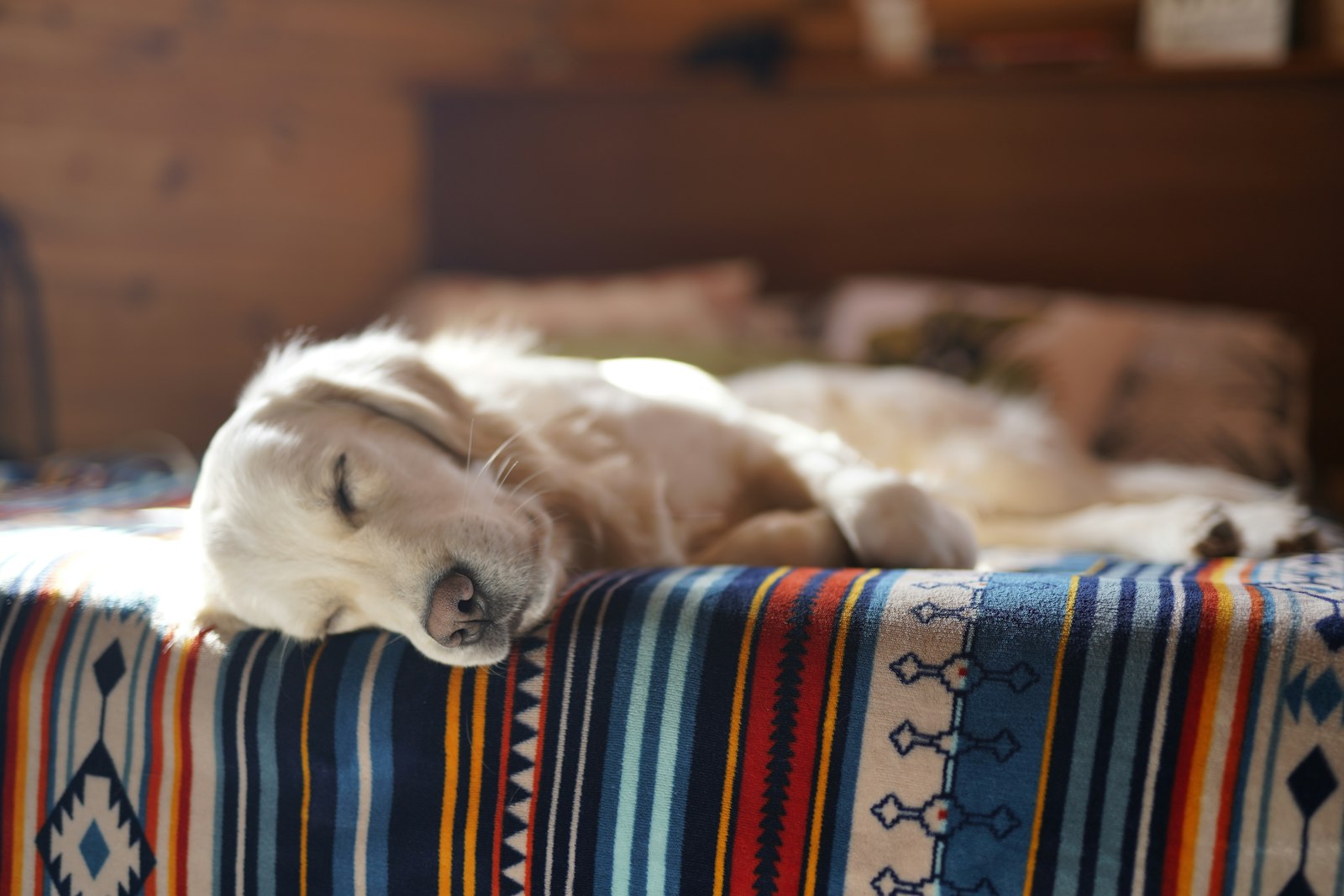 Dog resting on premium cushion