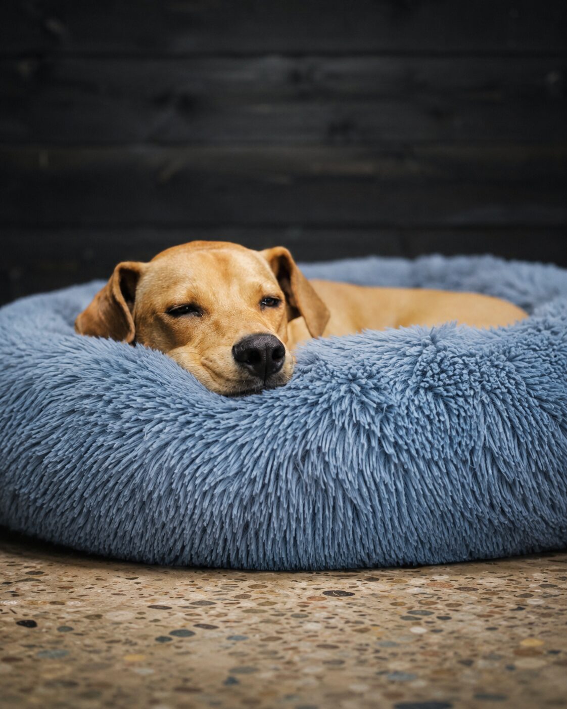 Golden retriever in deep sleep