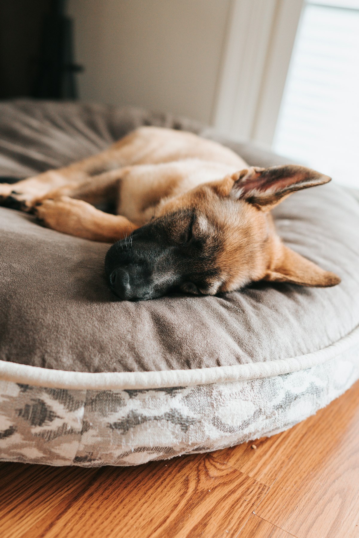 Anxious puppy finally sleeping peacefully